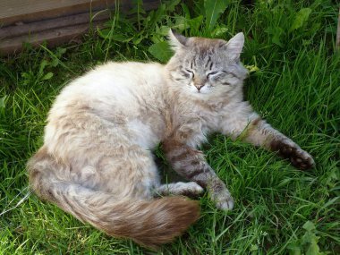 Kabarık kedi heybetli yeşil çim üzerine çöktü / Ağır kedi nin yaşam tembel dinlenme köyde taze bitki örtüsü arasında