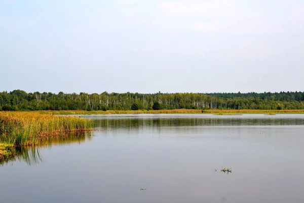 Vackra Sjön Landskapet Belovezhskaya Pushcha — Stockfoto