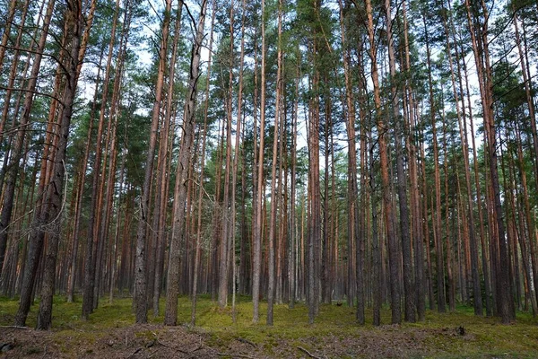 Der Majestätische Kiefernwald Ist Eine Der Berühmten Landschaften Der Geliebten lizenzfreie Stockbilder