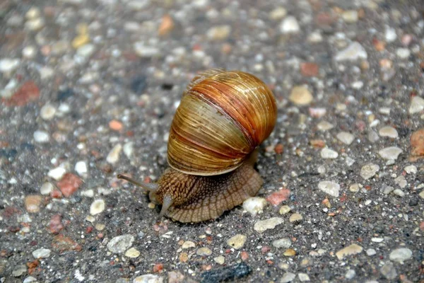 道路のアスファルト舗装に移動彼のビジネスについて急いでは大きなカタツムリ — ストック写真