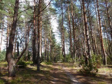 Bir yaz gününde pines yayılan arasında köhne bir yol
