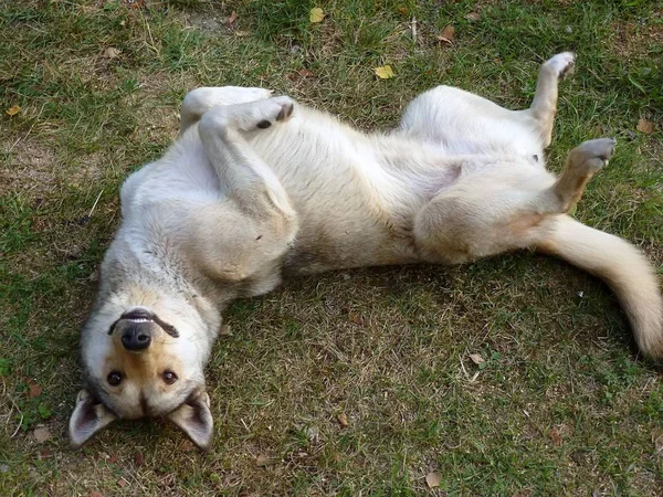 Köpek Hayatın Tadını Çıkarırken Çim Sırtına Sürme — Stok fotoğraf