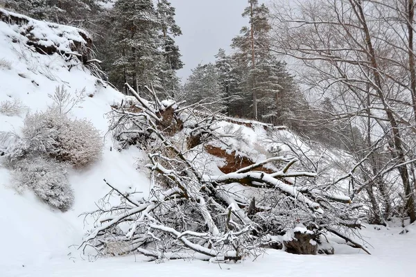 Ένα Μαγευτικό Χειμερινό Τοπίο Ένα Πεσμένο Δέντρο Από Ένα Γκρεμό — Φωτογραφία Αρχείου