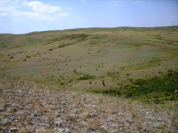 Ampliaciones Estepas Montañosas Del Norte Kazajstán — Foto de Stock