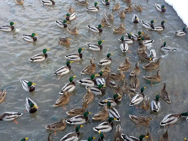 Uma Grande Colônia Patos Uma Lagoa Parcialmente Congelada Perto Moscou — Fotografia de Stock