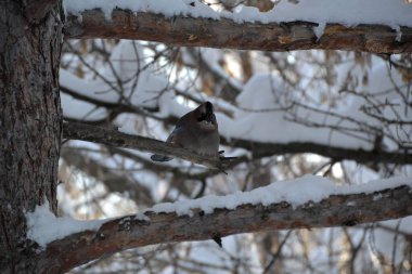 Dikkatli Jay başarıyla ağaç dalları arasında maskeli