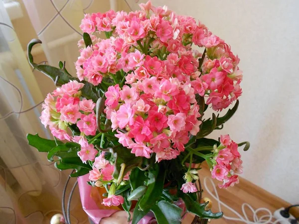 Grande Buquê Belas Flores Rosa Macias Kalanchoe — Fotografia de Stock