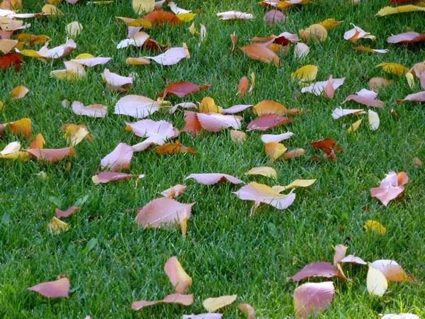 Green Meadow Withered Autumn Leaves — Stock Photo, Image