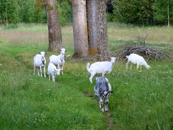 Una Pequeña Manada Cabras Pintoresco Campo —  Fotos de Stock