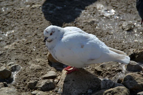 White Dove Waiting Small Stone — Stock Photo, Image