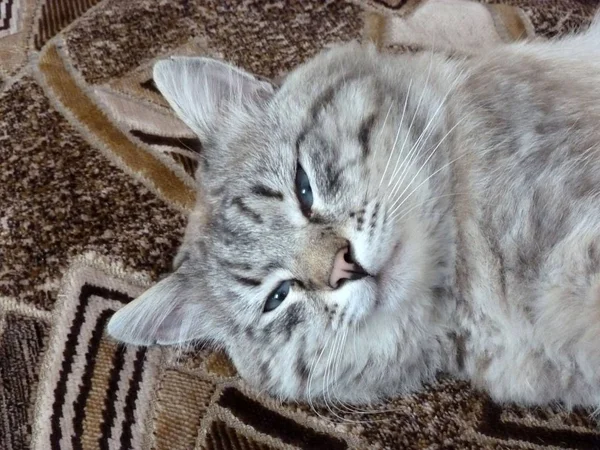 Portrait Muzzle Freely Collapsed Carpet Cat — Stock Photo, Image