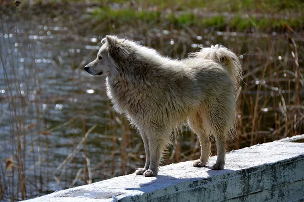 Reed Bank Yakınlarındaki Beton Parapet Üzerinde Köpek — Stok fotoğraf