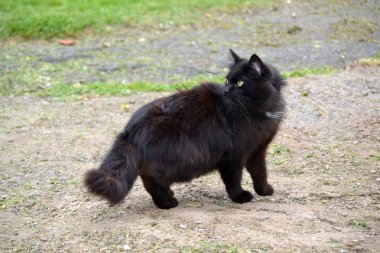 Tüylü siyah kedi korkmuş sarı gözleri etrafında bakar