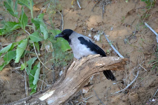 Corbeau Gris Assis Ombre Sur Une Salope Épaisse — Photo