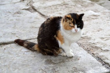 Taş basamaklarda üç renkli kedi
