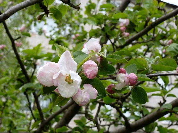 Floración Apple Motín Diferentes Colores Vegetación Fresca — Foto de Stock