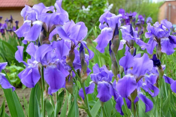 Iris Púrpura Entre Las Frondosas Hojas Tallos Verdes — Foto de Stock