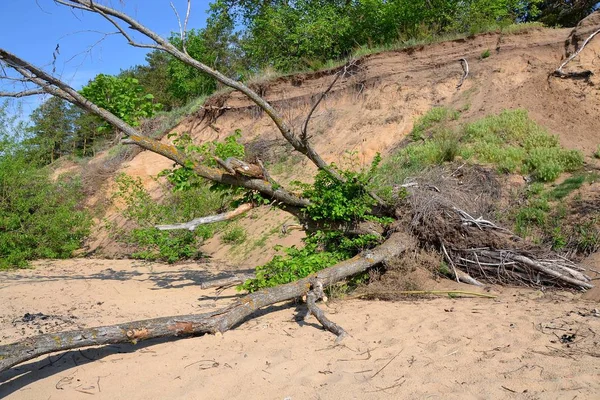 Árvore Caída Conjunto Com Raízes Capturadas Pedaço Terra — Fotografia de Stock