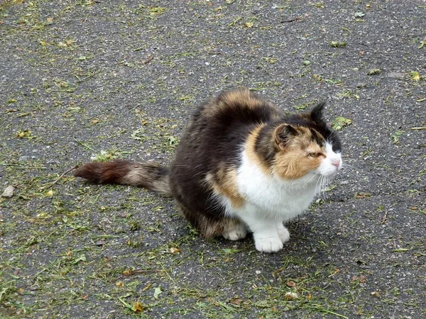 Aranyos Bolyhos Kitty Összerezzent Nedves Aszfalt — Stock Fotó