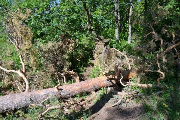 Mau Tempo Derrubou Pinheiro Densa Floresta Mista — Fotografia de Stock