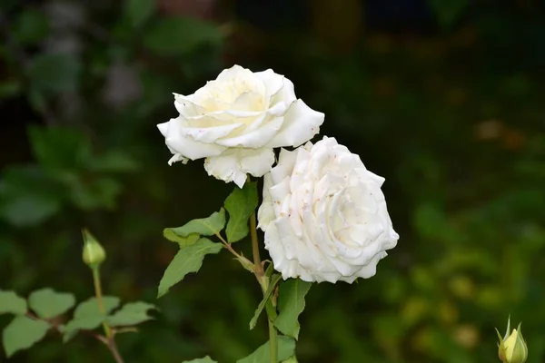Reine Des Fleurs Est Une Rose Blanc Neige Avec Une — Photo
