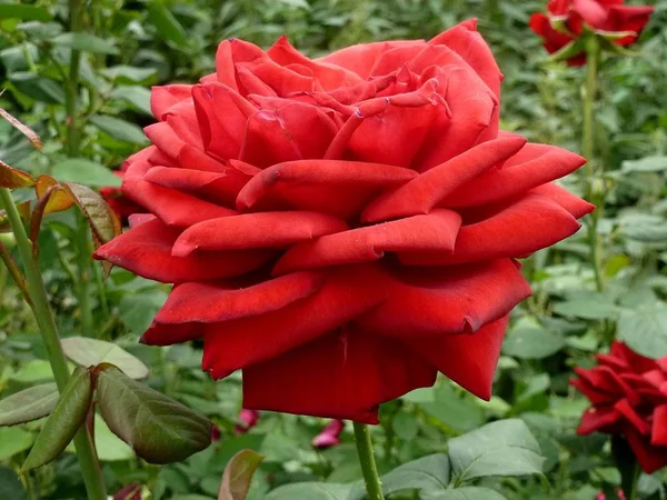 Rosa Roja Rodeada Exuberante Vegetación Del Jardín — Foto de Stock