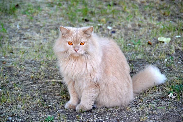 Puszysty Kot Blady Różowy Odcień Pomarańczowymi Oczami — Zdjęcie stockowe