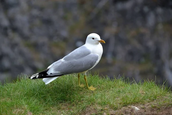 Möwe Steht Auf Dünnen Gelben Beinen Über Der Klippe — Stockfoto