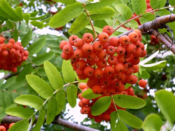 Red Bunches Mountain Ash — Stock Photo, Image