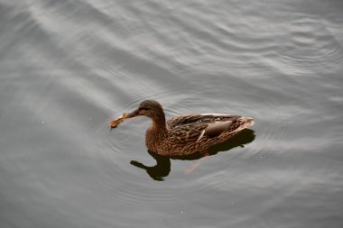 Ördek suyun gri yüzeyinde yüzer.