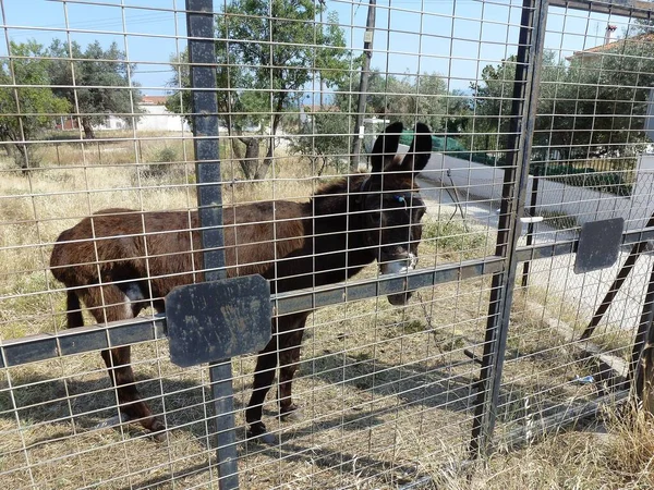 Γάιδαρος Ένα Ευρύχωρο Περίβλημα Πίσω Από Ένα Ισχυρό Πλέγμα — Φωτογραφία Αρχείου