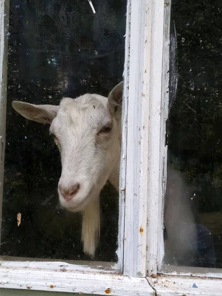 Sneeuwwitje Kijkt Door Het Glas — Stockfoto