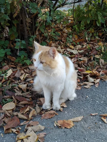 秋天树叶中的人行道边 一只白发苍苍的小猫很无聊 — 图库照片