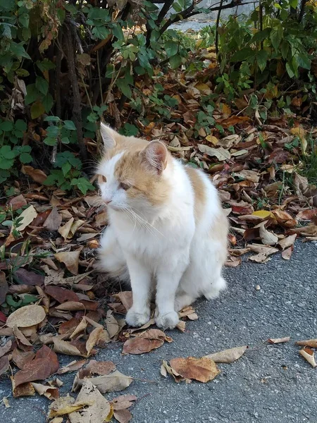 Gatito Pelo Blanco Aburre Lado Acera Las Hojas Otoño —  Fotos de Stock