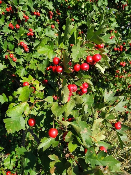 Bright Red Ripened Fruit Hawthorn Fruit — Stock Photo, Image