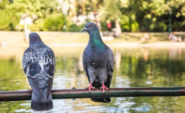Yabani güvercin Columba livia domestica dal renkli bir arka plan önünde tıraşlama.