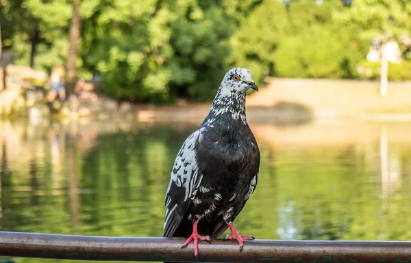 Wildtaube columba livia domestica hockt auf einem Ast vor buntem Hintergrund. — Stockfoto