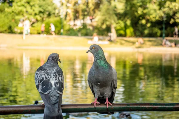 Yabani güvercin Columba livia domestica dal renkli bir arka plan önünde tıraşlama.