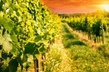 Vineyard hills of the city of Vienna at sunset, toned clipart