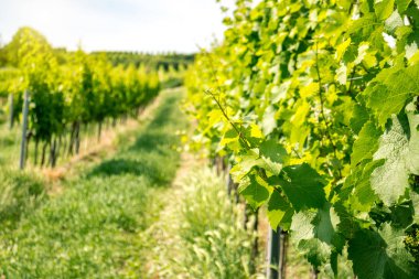 Viyana şehir üzüm bağları