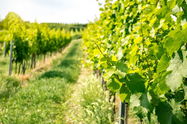 Viyana şehir üzüm bağları