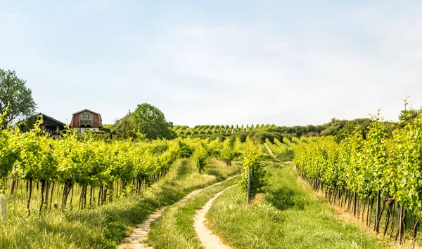 Winnice Wiedniu — Zdjęcie stockowe