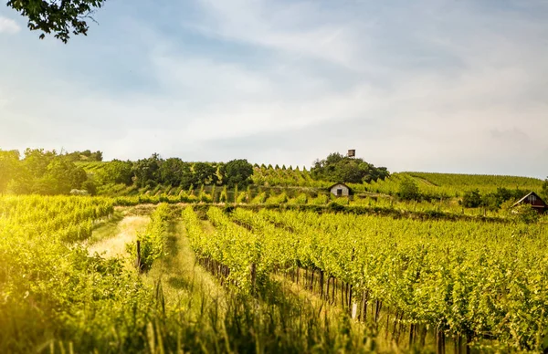 Winnice Wiedniu — Zdjęcie stockowe