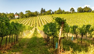 Bağ hills yaz Viyana şehir