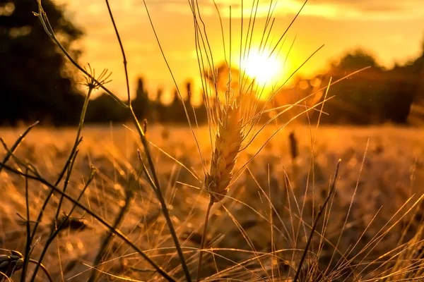 Sunset Wheat Field Golden Hour Field Grain — Stock Photo, Image