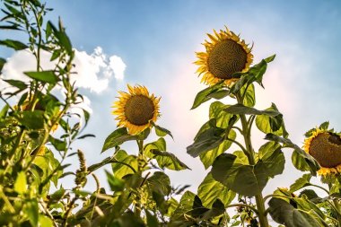 Mavi gökyüzü ve güneş karşı parlak sarı ayçiçeği
