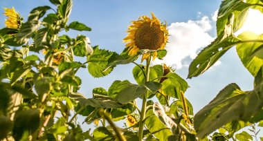 Mavi gökyüzü ve güneş karşı parlak sarı ayçiçeği