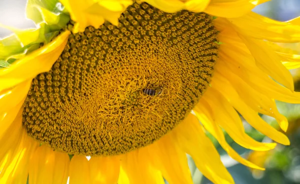 Girasoles Amarillos Brillantes Contra Cielo Azul Sol — Foto de Stock