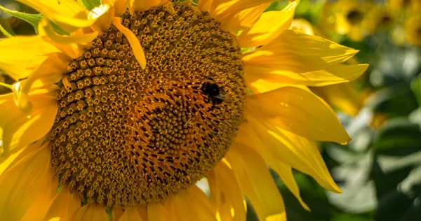 Girasoles Amarillos Brillantes Contra Cielo Azul Sol — Foto de Stock