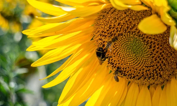 Primer Plano Cabeza Girasol Abejorro Recolectando Polen — Foto de Stock